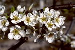 Pyrus Communis